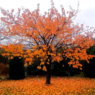 Zierkirschenbaum herbstlich